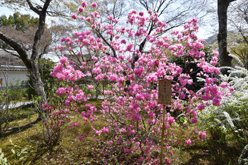 Fototapeta premium 天龍寺庭園 吉野ツツジ 京都市嵯峨
