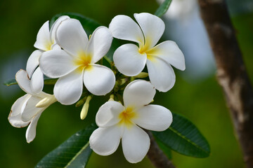 Fototapeta na wymiar Frangipani Flower Cluster in Southern Vietnam, Close-up