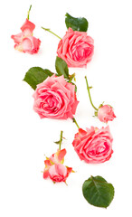 the pink rose flower on white background.
