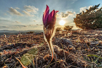 Dream-the beautiful grass Pulsatilla patens blooms in the spring in the mountains. The golden hue of the setting sun. Atmospheric spring background. Delicate, fragile flowers in selective focus at