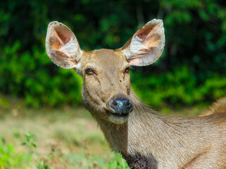 Brown deer stand in the sun in the forest of Thailand.