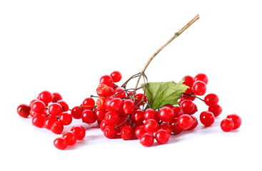 Fresh viburnum berries on white background