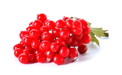 Fresh viburnum berries on white background