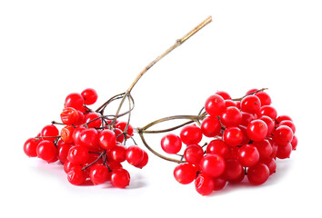 Fresh viburnum berries on white background