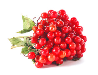 Fresh viburnum berries on white background