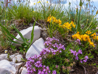 Colorful wild flowers at spring time in Crimea