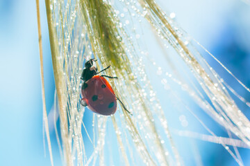 Concept of calmness and balance. Toned natural background with sunlit lady bug on wet grass with lots of shining water droplets. Backlight and blurred bokeh effect backdrop