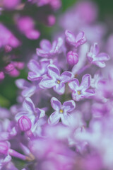Vertical delicate backdrop with lots of lilac flowers. Blurred floral background