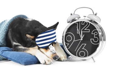 Cute dog with alarm clock, sleep mask, plaid and pillow on white background