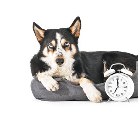 Cute dog with alarm clock in pet bed on white background