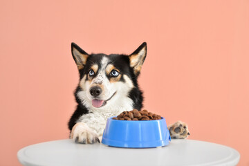Cute funny dog eating food from bowl on table against color background