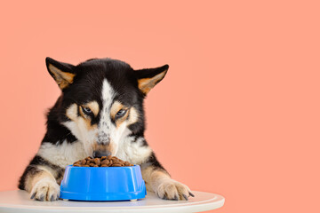 Cute funny dog eating food from bowl on table against color background