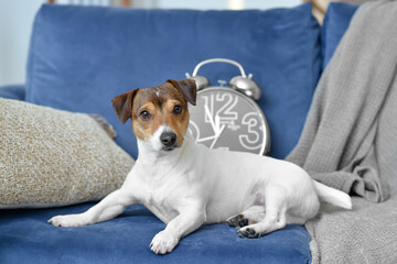 Cute dog with alarm clock on sofa at home