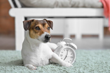 Cute dog with alarm clock at home