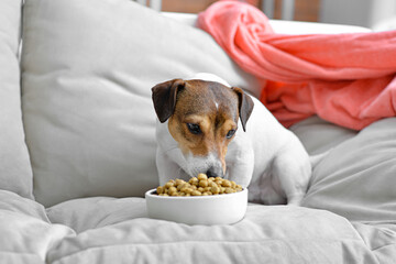 Cute dog eating food from bowl at home