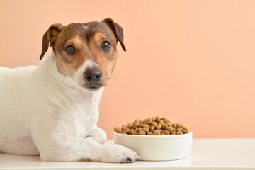 Cute dog near bowl with dry food on color background