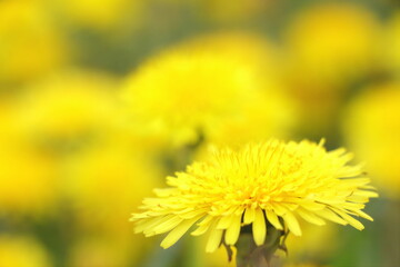 yellow dandelion flower