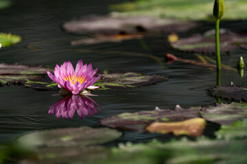水面に映り込む蓮の花