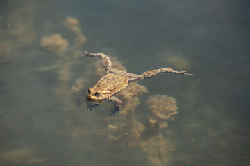 frog swimming in a pond