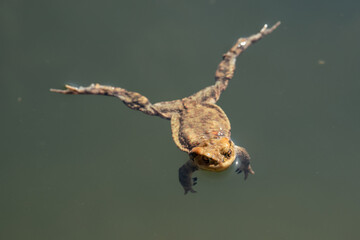 frog swimming in a pond