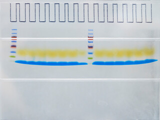 Close up of Protein ladder and protein samples which were separating by molecular mass on SDS-PAGE