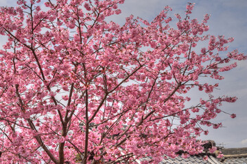 松風天満宮の桜