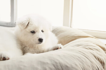 Cute Samoyed puppy resting at home
