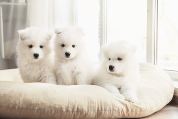 Cute Samoyed puppies resting at home