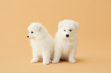 Cute Samoyed puppies on color background