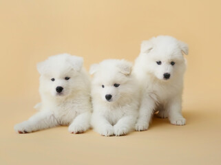 Cute Samoyed puppies on color background