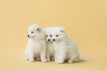 Cute Samoyed puppies on color background