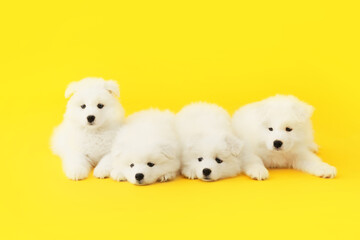 Cute Samoyed puppies on color background