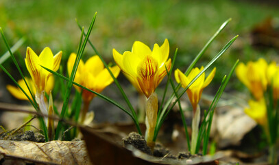 Kolorowe, kwitnące, krokusy w słońcu, wiosną © gosia