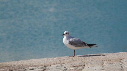 seagull on the beach