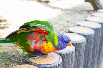 羽を広げるゴシキセイガイインコ rainbow lorikeet spreading wings, Trichoglossus...