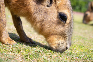 Fototapeta premium 草を食べるマーラ a mara, Patagonian Mara, Dolichotis Patagonia