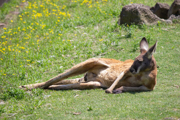 寝そべるアカカンガルー red kangaroo lying down