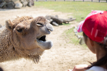 ヒトコブラクダの餌やり feeding a camel, dromedary 