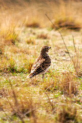 a small gray bird in the steppe among the grass