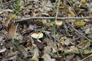 Mushrooms on the ground