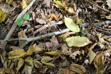 Mushrooms on the ground