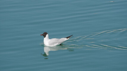 Seagull swimming