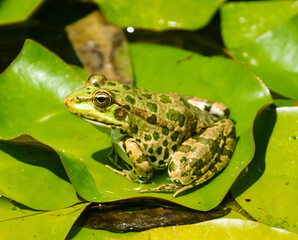 Marsh frog on water lily leaves.