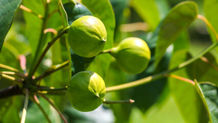 Fig tree with fruits in the garden.