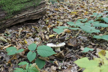 Moss on the stump