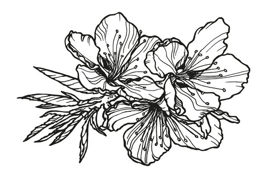 Blooming spring branch. Hand-drawn monochrome sketch in pen and ink. Black outlines of floral illustration on a white background.Botanical drawing for banner, poster, pattern and greeting card design.