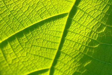 green leaf texture