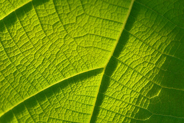 green leaf background