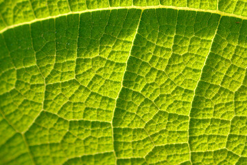 green leaf texture