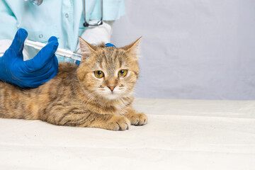 Vaccination of the gray cat . a veterinarian in blue gloves gives an injection to a cat.